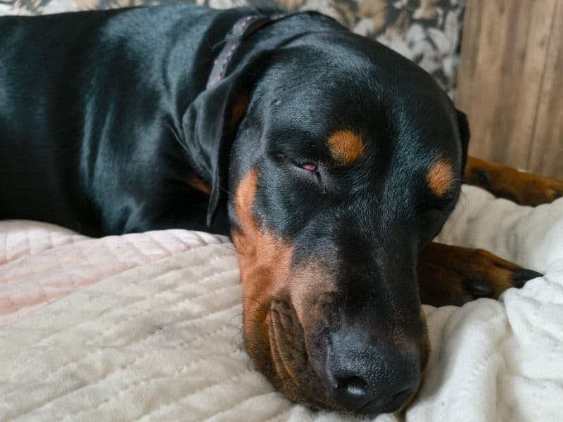 Nala primary photo