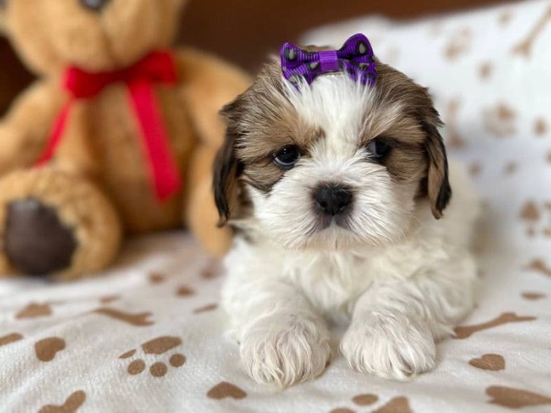 Muffin primary photo