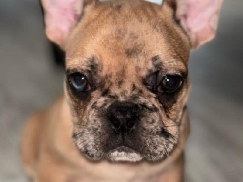 Merle primary photo