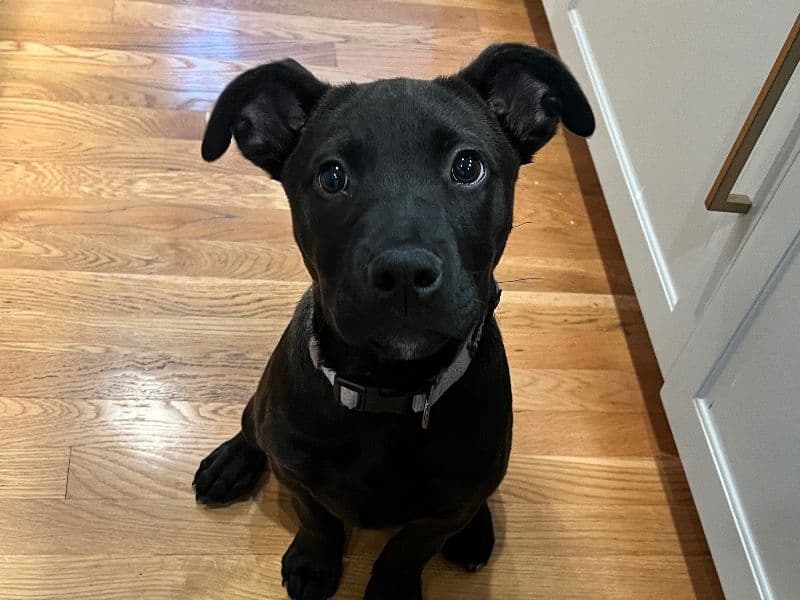 Stella primary photo