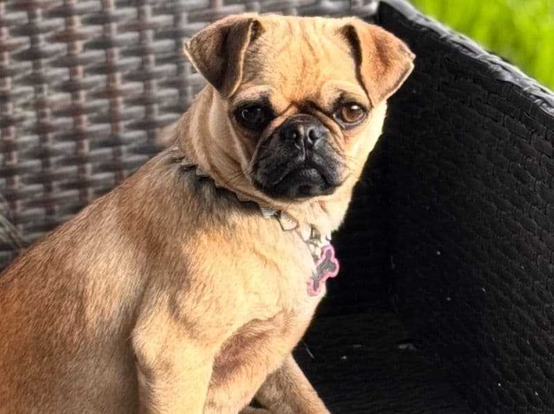 Luna primary photo
