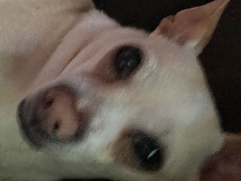 Luna primary photo