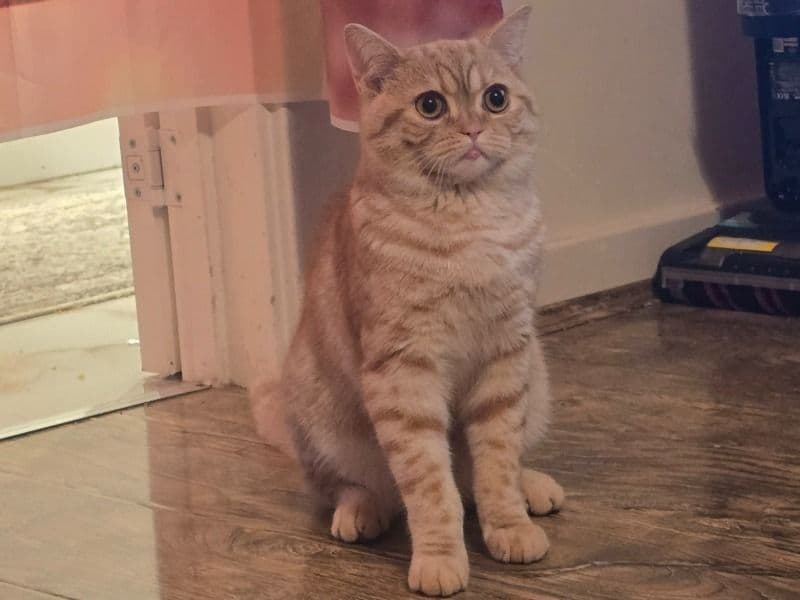 Gingy primary photo