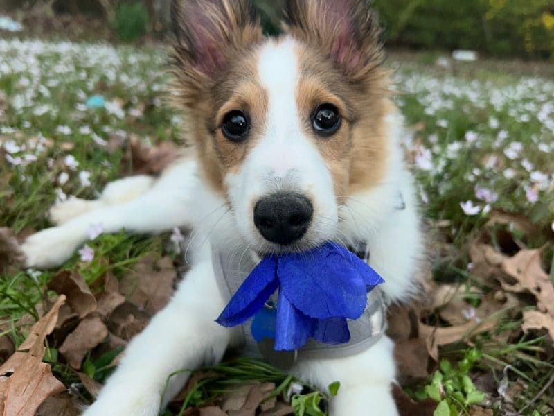 Archie primary photo