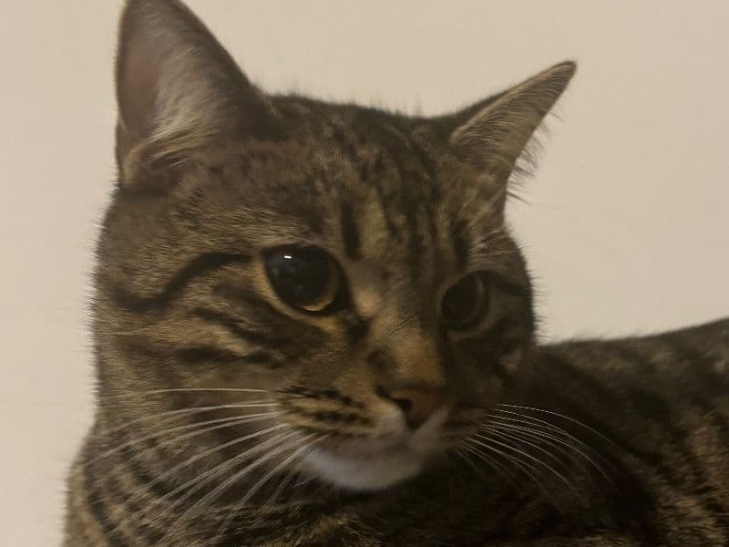 Leo primary photo