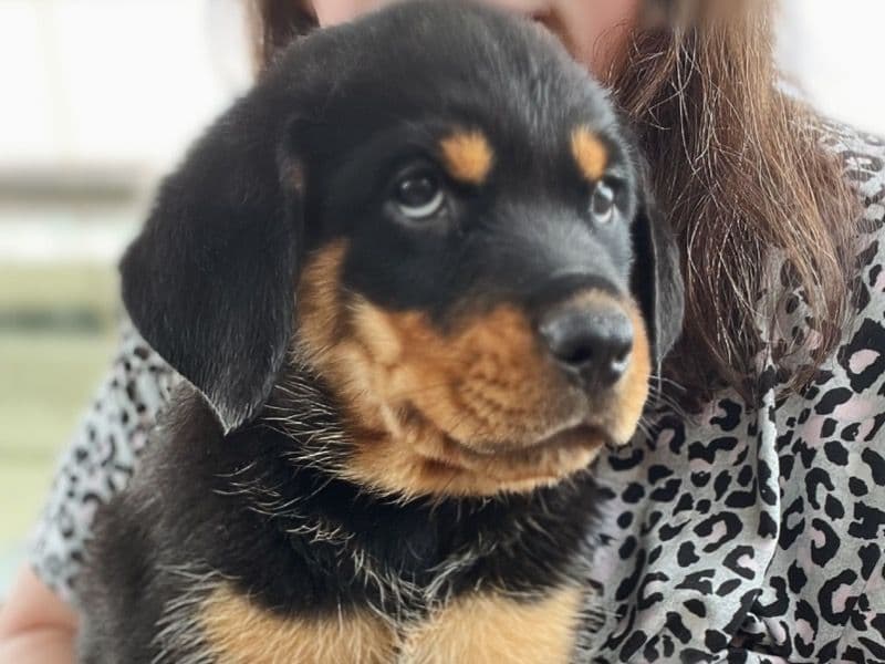 Cleo primary photo