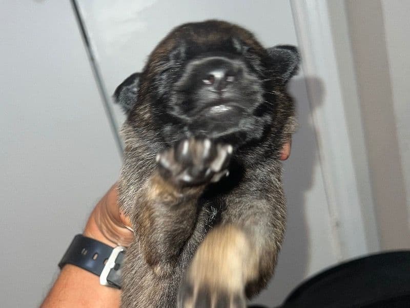 Puppies primary photo