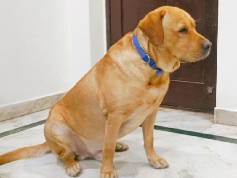 Simba primary photo