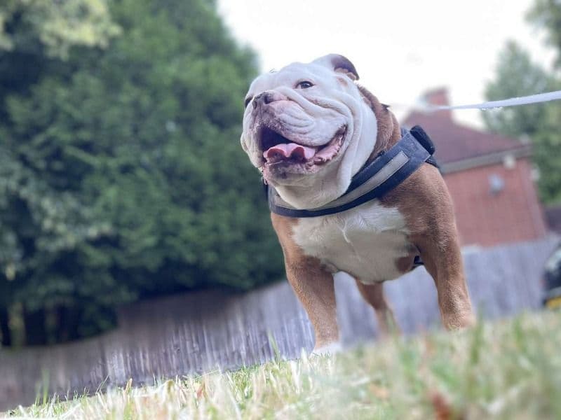 Gus primary photo