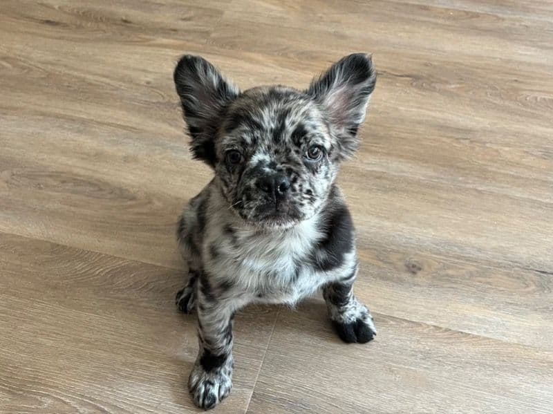 Oreo primary photo