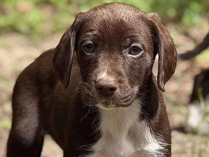 Ryder primary photo