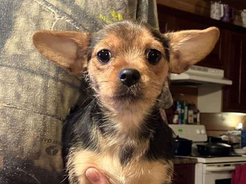 Rambo - Yorkipoo success story