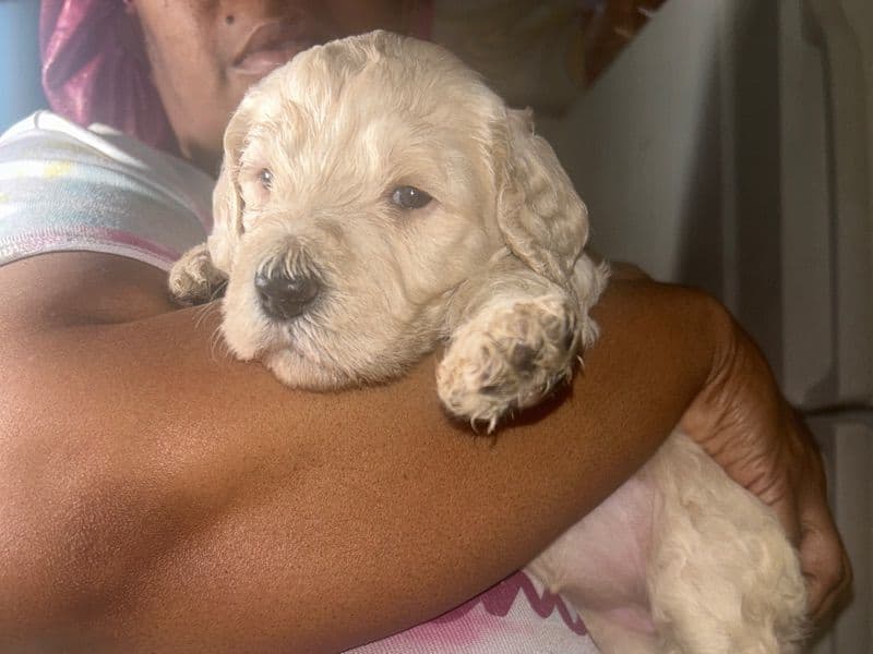 Precious primary photo