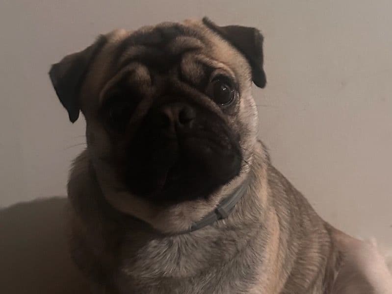 Rocky primary photo