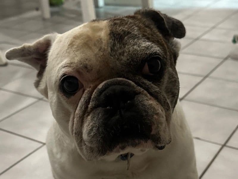 Bohdi primary photo
