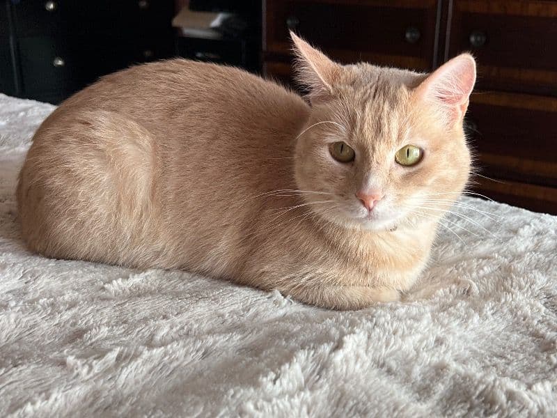 Nala primary photo