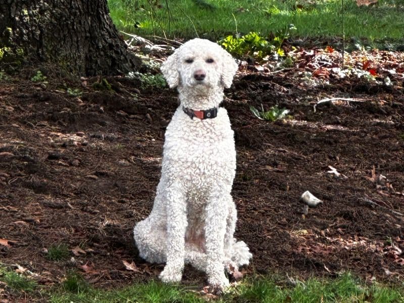 Bella primary photo