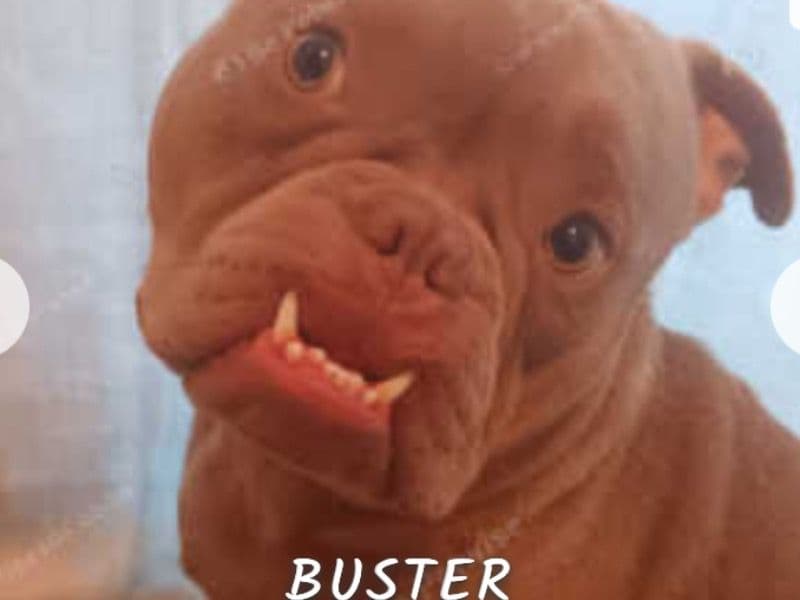 Buster primary photo