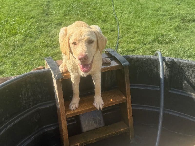 Puppy primary photo