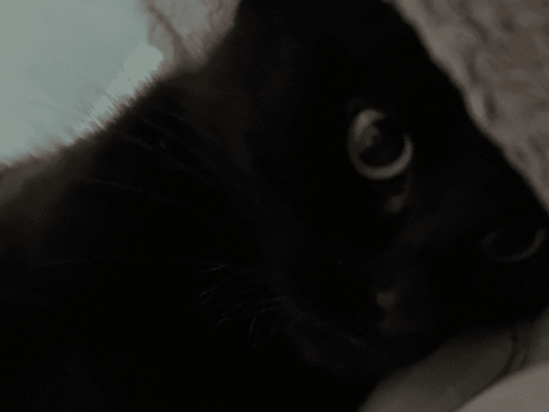 Zelda primary photo