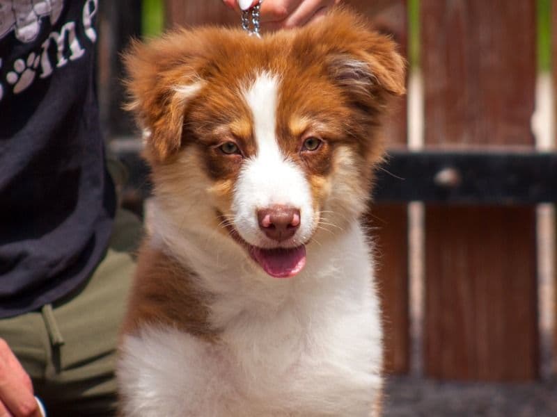 Pearla primary photo