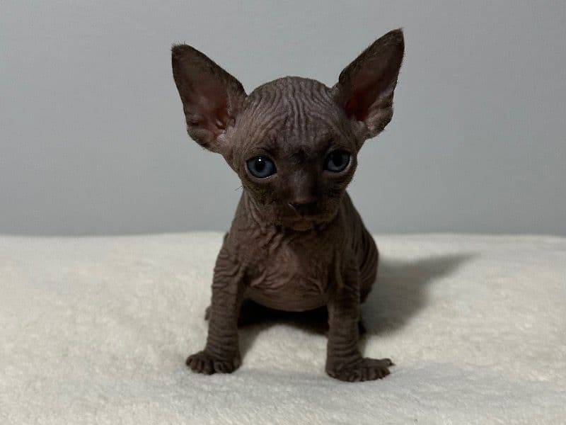 Sphynx primary photo