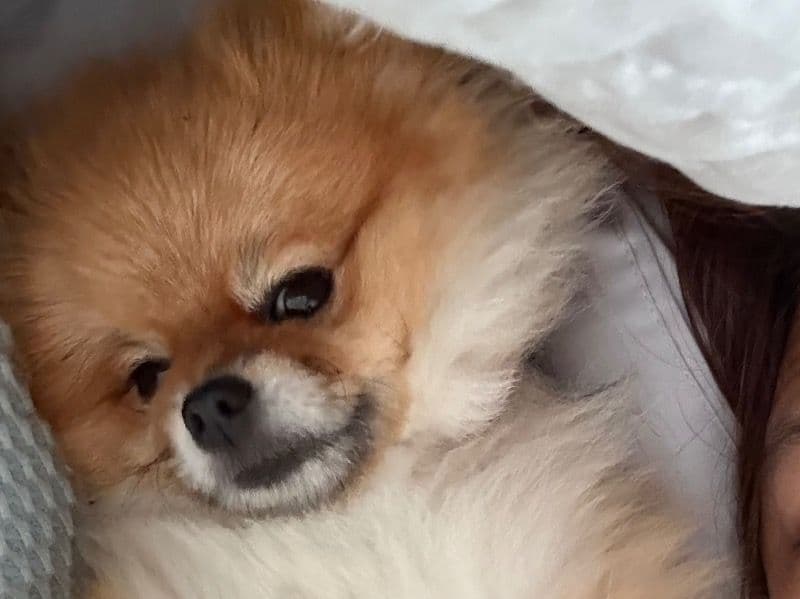 Puffy Belle primary photo