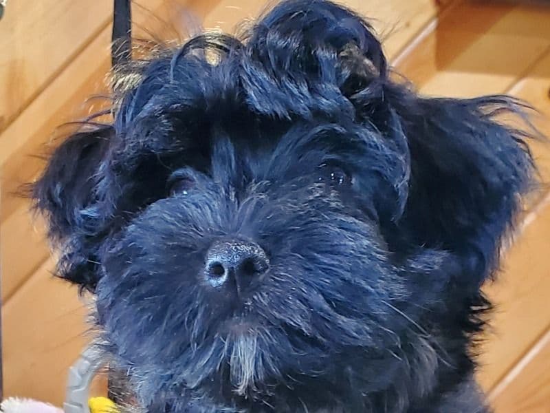 Blu Jasper primary photo