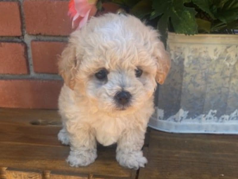 Lily primary photo
