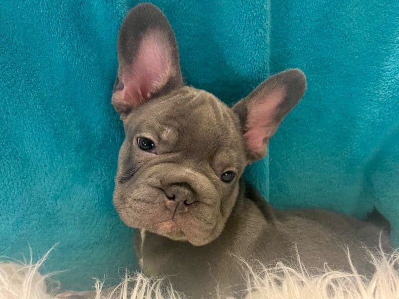 Thor primary photo