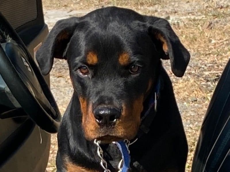Rubby primary photo