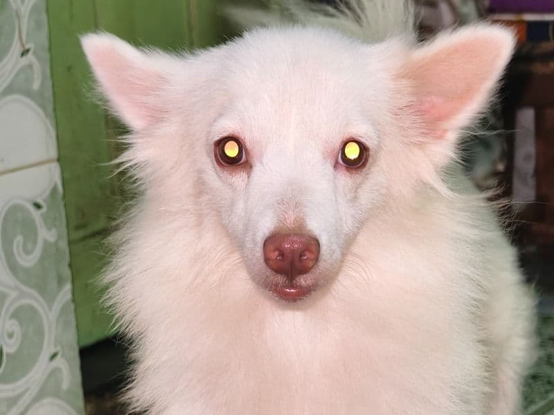 Coco primary photo