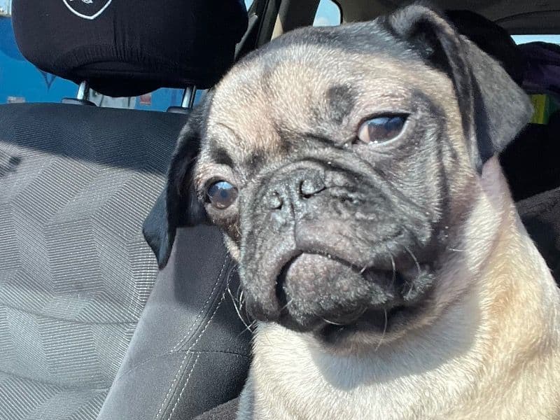 Lola primary photo
