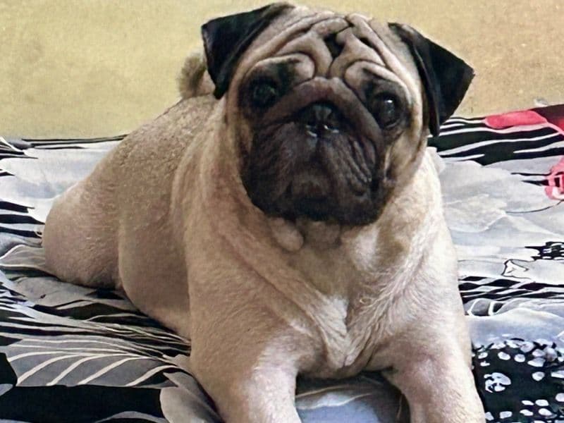 Pogo primary photo