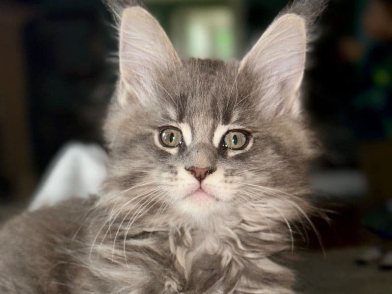 Atticus primary photo