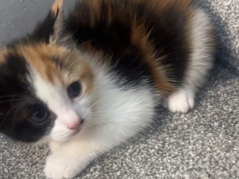 Kitten primary photo