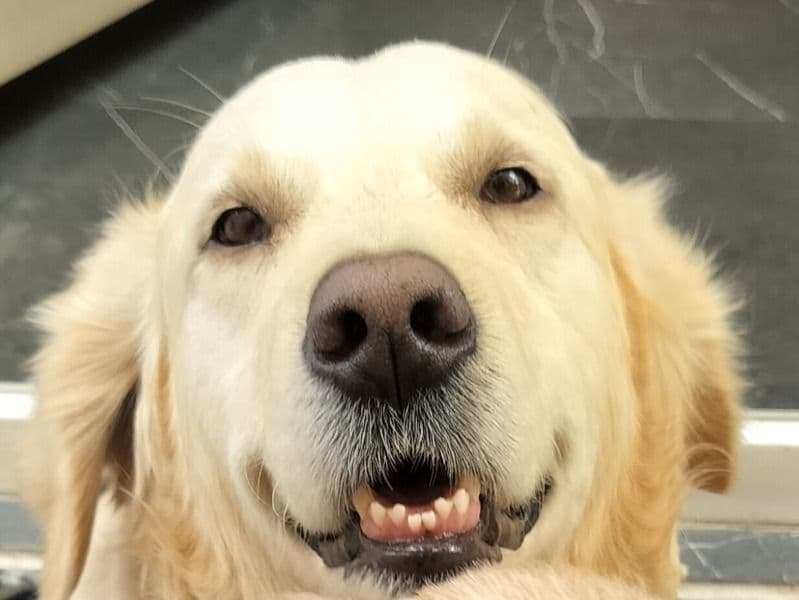 Buddy primary photo