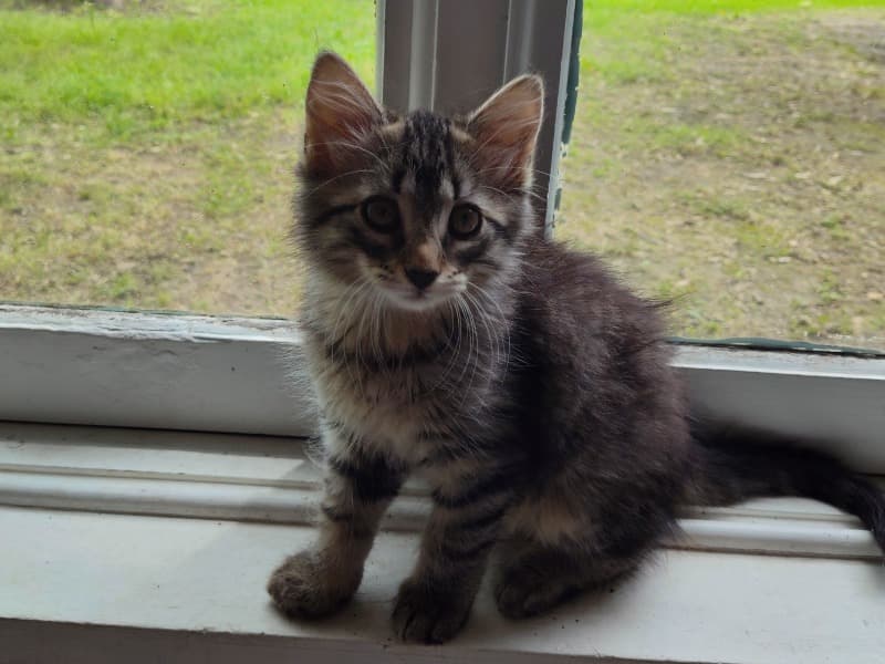 Lynx-o primary photo