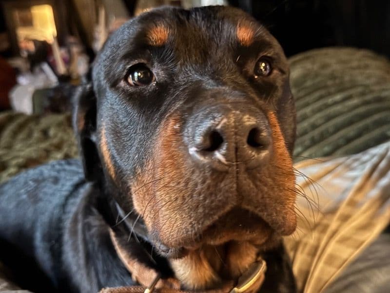 Freyja primary photo