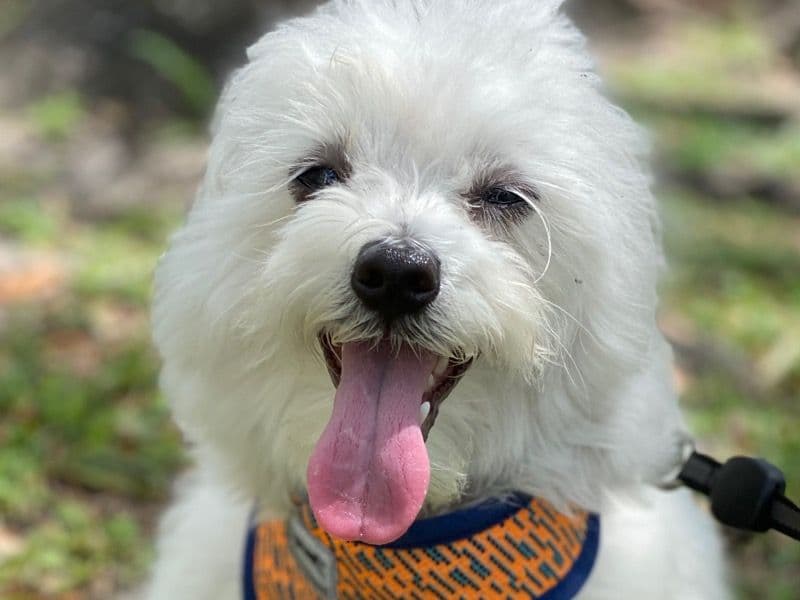 Cosmo primary photo