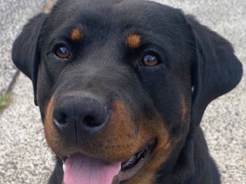 Nala primary photo