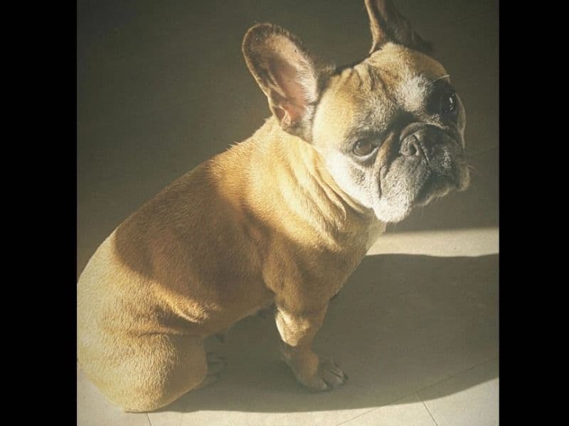 Lola primary photo