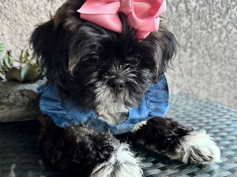 Coco primary photo