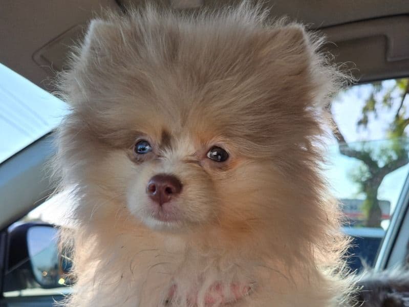 Zoey primary photo
