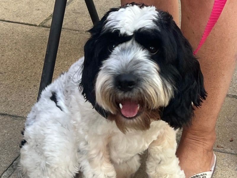 Dottie primary photo