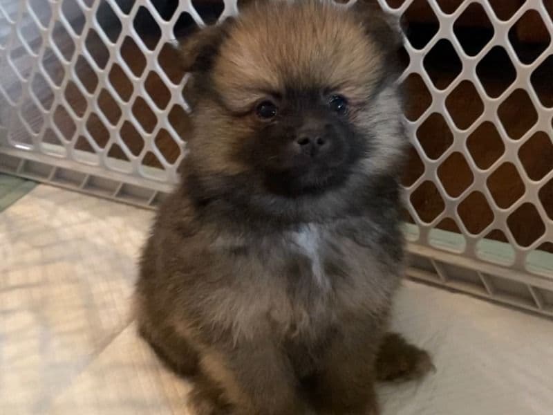 Bear primary photo