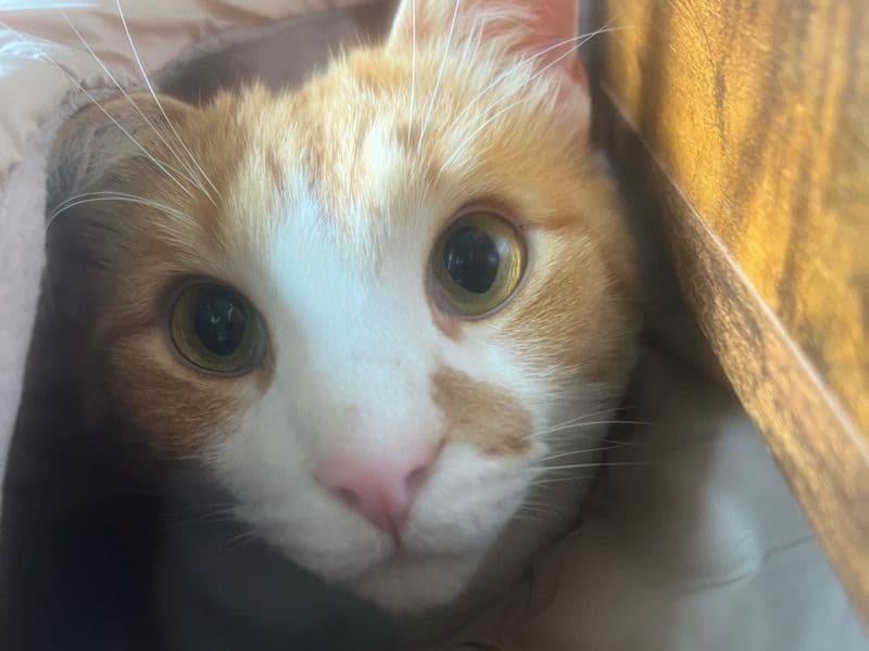 Jynx primary photo