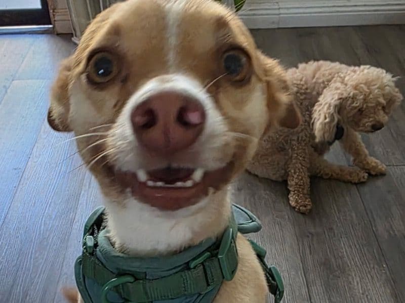 Choco primary photo