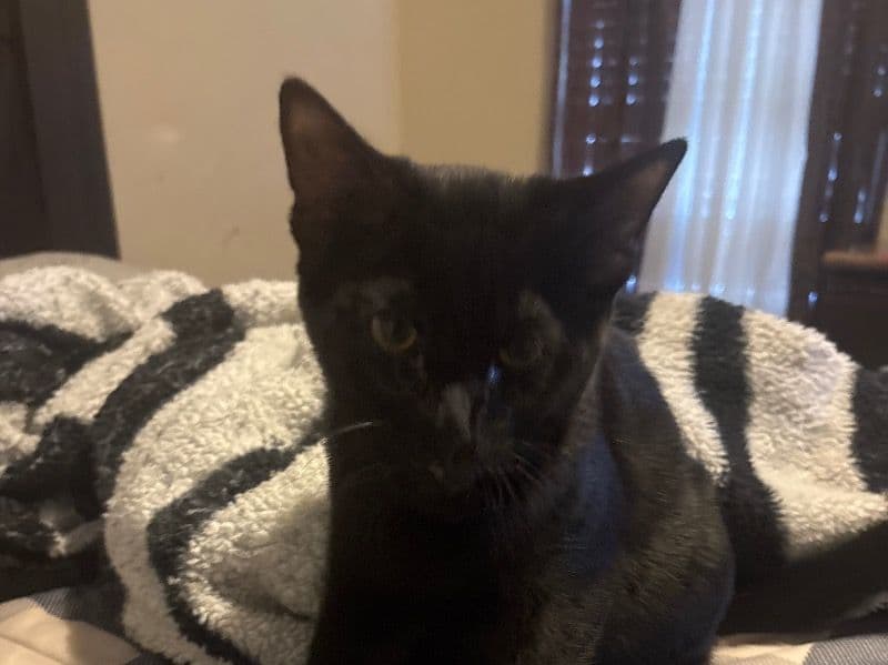 Milo primary photo