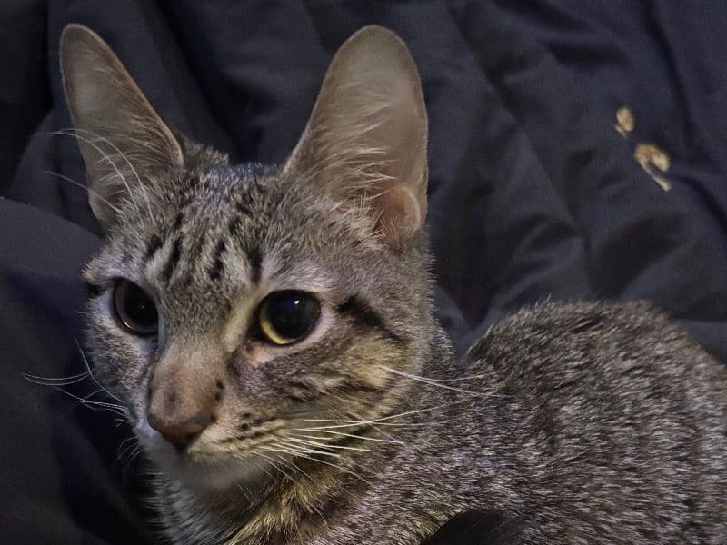 Tenzin - Tabby success story